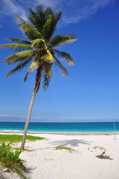 White sand tropical beach with palm trees and hammock in Tulum, Yucatan Peninsula, Mexico.