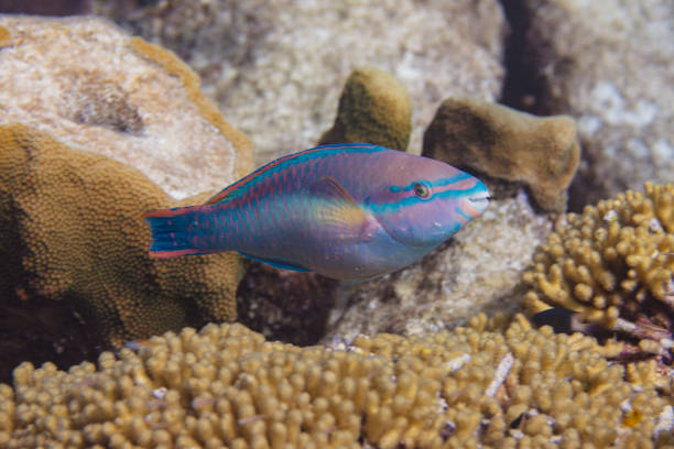 istock Princess Parrotfish on Coral Reef 1186610494