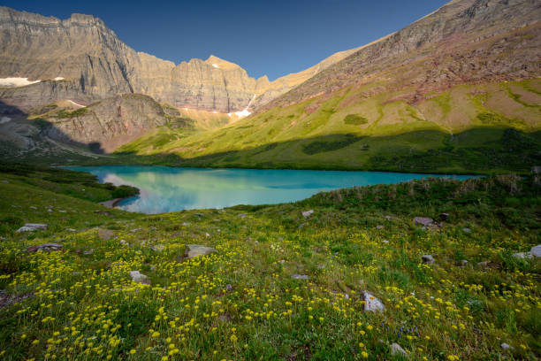 istock Yellow Wildflowers in Front of Cracker Lake 1186615070
