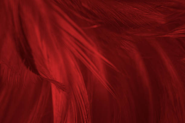 istock Dark red vintage color trends feather texture background 1186615141