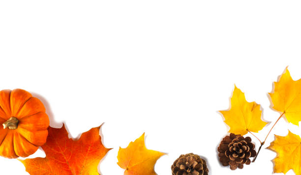 Autumn background with maple leaves and pumpkins, copy space, top view
