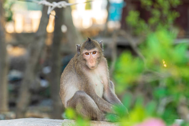 istock single monkey sitting and looking to you with tree 1186616183