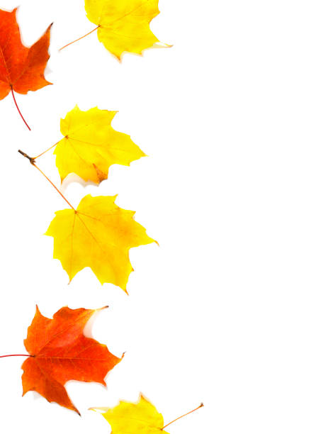 istock Autumn maple leaves isolated on white background, copy space 1186616246