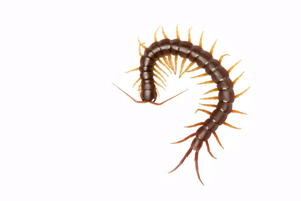 istock centipede (Scolopendra sp.) centipede isolated on white background. 1186618594