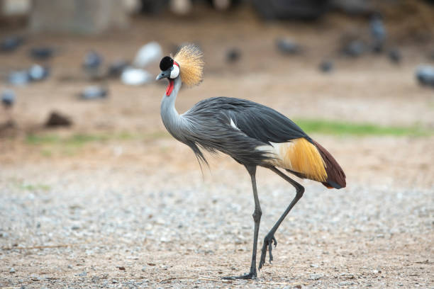 istock Closeup Grey Crowned-crane (Balearica regulorum) beautiful bird 1186620216