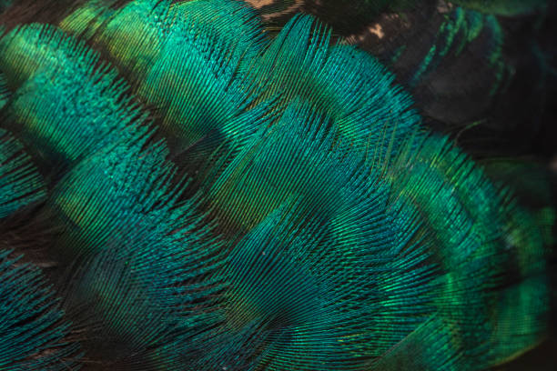 istock Peacock feathers in closeup (Green peafowl) 1186620221