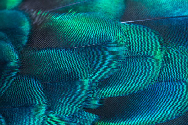 plumas de pavo real en primer plano (ave de guisantes verde) - verde color fotografías e imágenes de stock