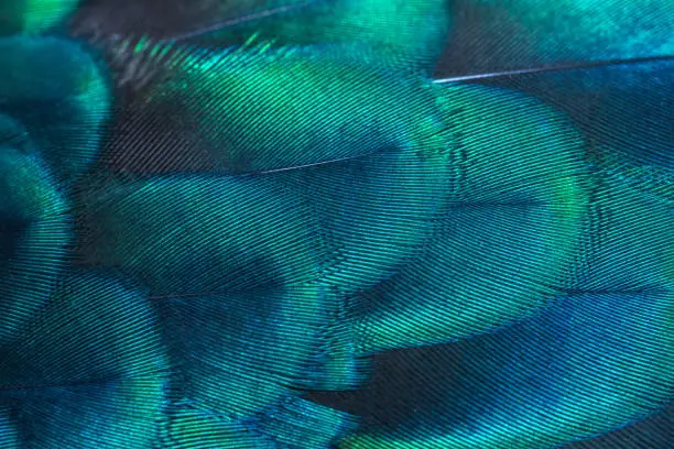Photo of Peacock feathers in closeup (Green peafowl)