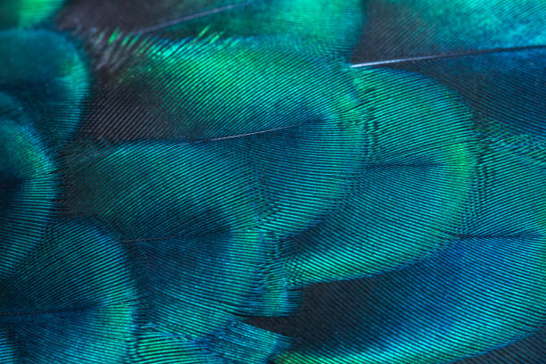 penas do pavão no closeup (peafowl verde) - animal hair animal bristle close up - fotografias e filmes do acervo