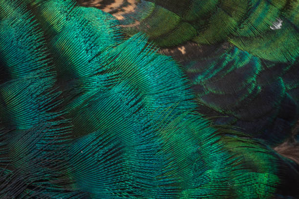 istock Peacock feathers in closeup (Green peafowl) 1186620229
