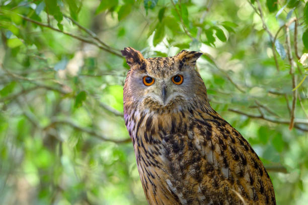 istock Brown fish owl on green background 1186620233