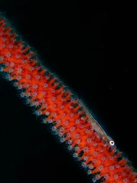 Closeup and macro shot of the Whip Coral Goby on the whip soft coral during a leisure dive in Tunku Abdul Rahman Park, Kota Kinabalu. Sabah, Malaysia. Borneo.