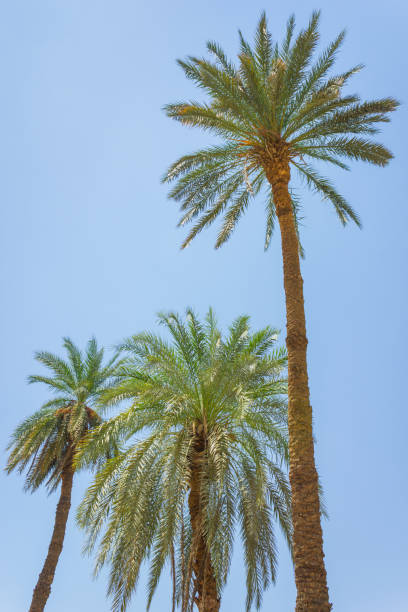 istock Palm trees on the beach 1186624458