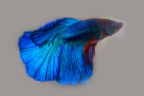 istock Siamese fighting fish fight blue 1186625353