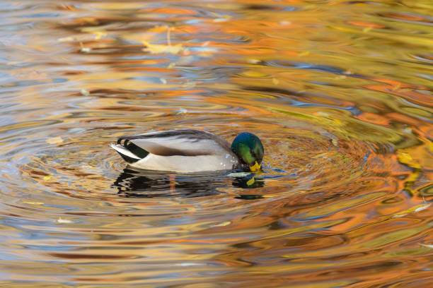istock portrait of a duck 1186625469