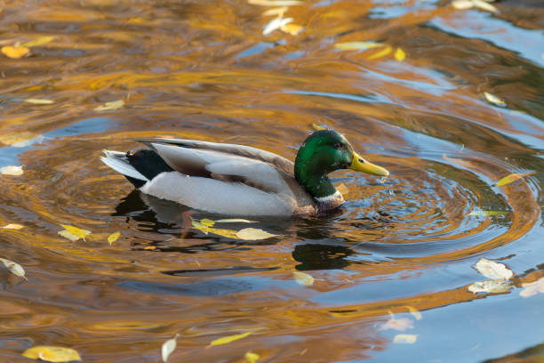 istock duck in the water with fallen autumn leaves 1186625475
