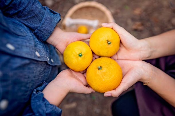 istock Kids in an Orchard Holding Oranges 1186627672