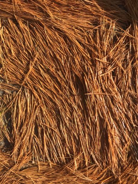 White pine needles close up