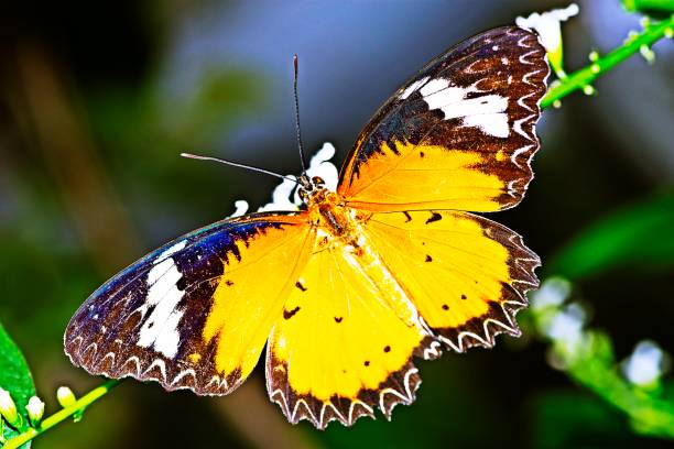 istock Butterfly spreading wings , drinking juice from flower. 1186629508