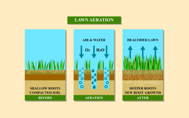 Lawn aeration before and after, vector illustration. Lawn aeration vector illustration. Before and after aeration: gardening, lawn grass care service, landscape design. Benefits, advangages of aeration. Vector illustration is isolated on white background. Ready for article. EPS10 thatched roof stock illustrations