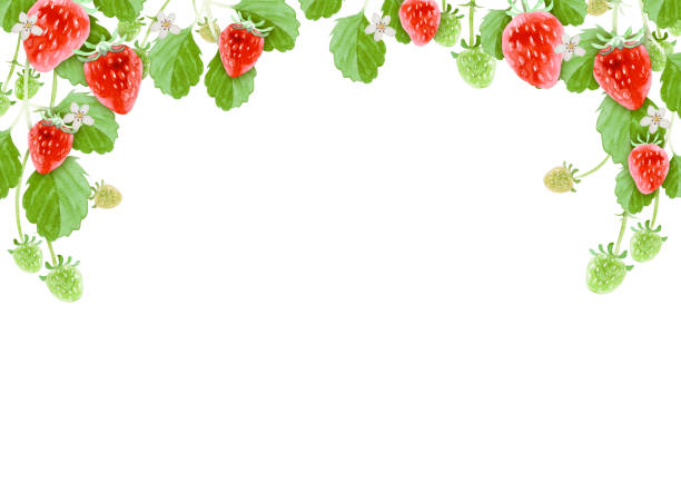 натуральный клубничный каркас - strawberry stock illustrations