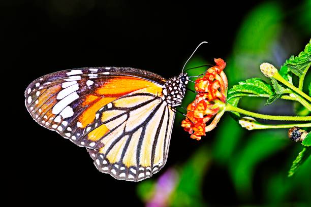 istock Butterfly drinking juice from flower. 1186630304