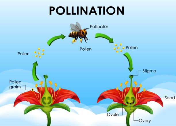 illustrations, cliparts, dessins animés et icônes de diagramme montrant le cycle de pollinisation - pollen