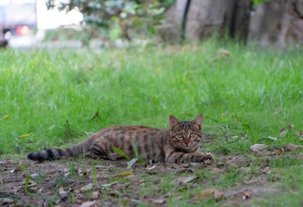 istock cut tabby cat in garden 1186633006