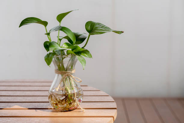 Free Stock Photo of Plant in Glass Vase on Table | Download Free Images ...