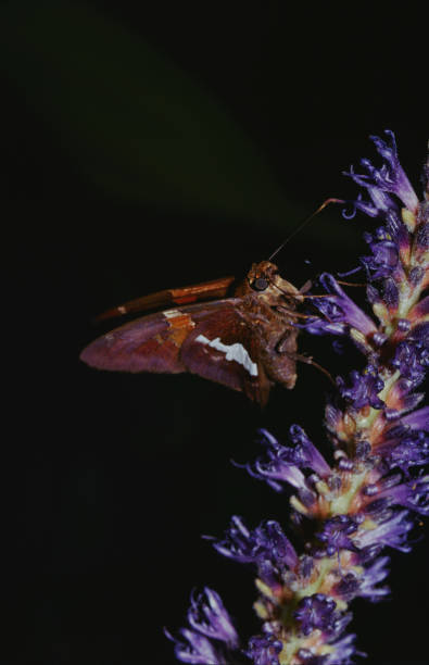 istock Hairstreak Butterfly (Hypaurotis) 1186637199