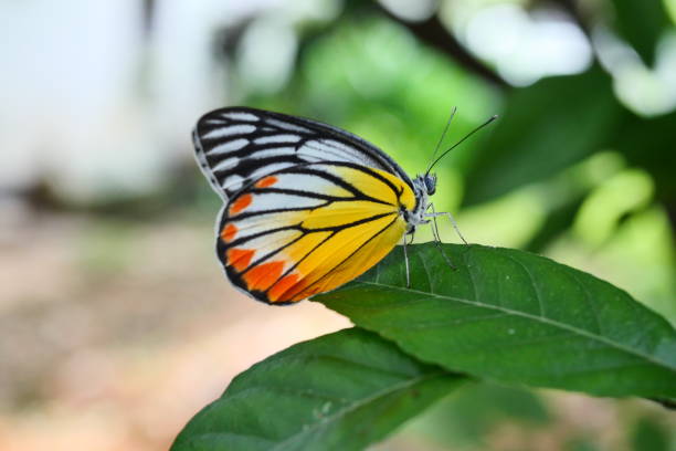 istock The Painted Jezebel Butterfly on green leaf 1186637900