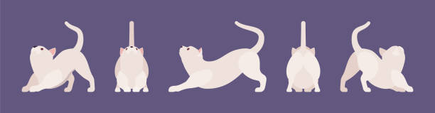 ilustrações, clipart, desenhos animados e ícones de alongamento branco do gato da pedigree - young animal characters clothing coat
