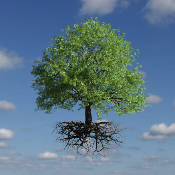 istock beautiful tree with roots floating in the sky 1186641194