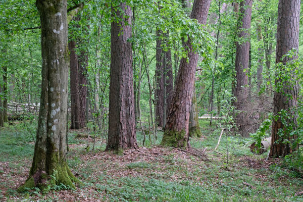istock Deciduous stand with hornbeams and old pine trees 1186641214