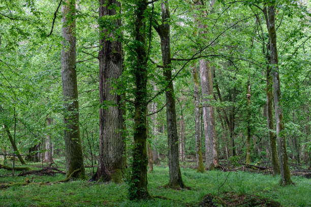 istock Deciduous stand with hornbeams and oaks 1186641747