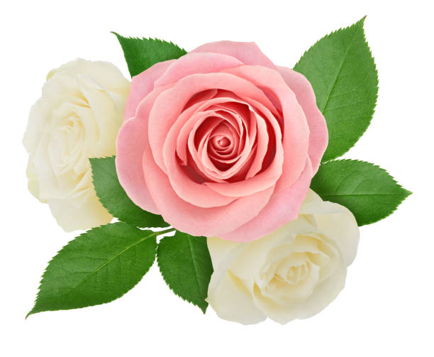 istock Flower arrangement made with roses isolated on a white background with clipping path. 1186643052