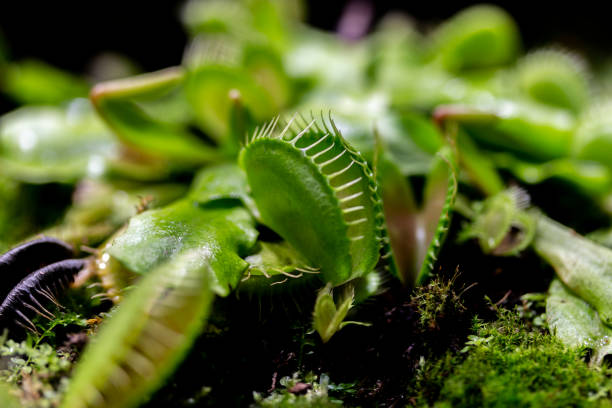 Photo of The predatory plant Dionaea muscipula of the Droseraceae family, called Venus flytrap. Sash trap with sharp teeth