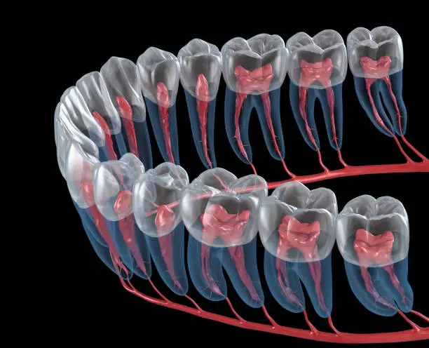 Photo of Dental root anatomy, Xray view. Medically accurate dental 3D illustration