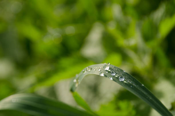 Dreamy Dew stock photo