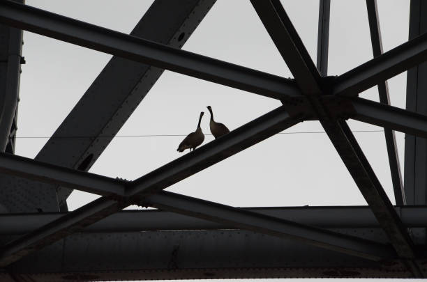 Geese on Bridge stock photo