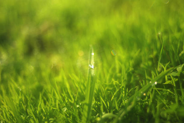 Morning dew on grass patch stock photo