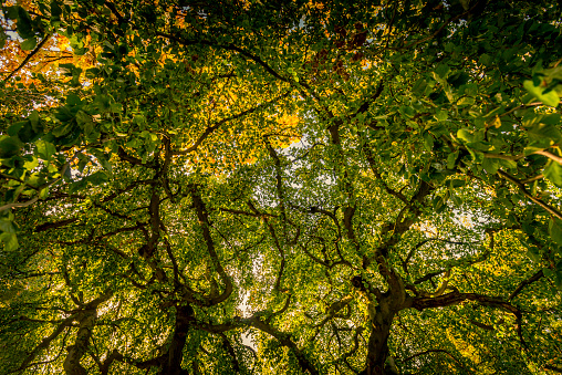 looking up to a tree canopy