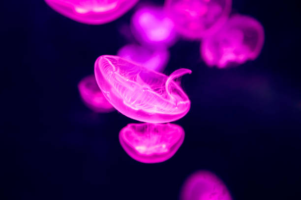 pink jellyfish with neon glow light effect - moon jellyfish jellyfish sea sea life imagens e fotografias de stock