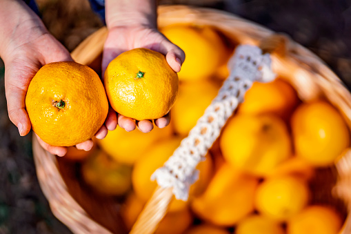 farmer holding oranges with basket