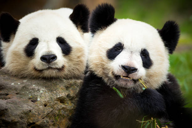 Giant panda stock photo