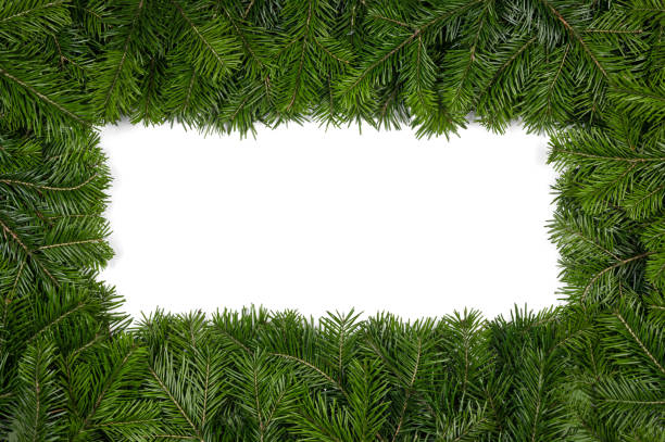 istock Christmas border of fir branches 1186662649