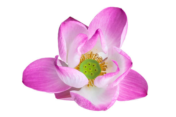 istock Beautiful lotus isolated on white, Backgrounds 1186663390