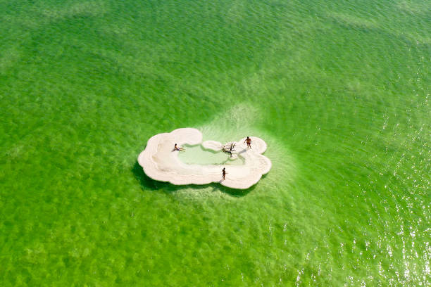 image aérienne d'un arbre nu sur un dépôt de sel dans la mer morte. - bare tree photos photos et images de collection