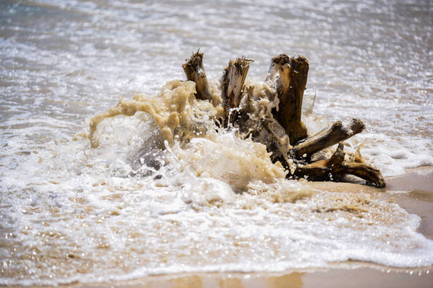 istock timber on the sea 1186664393