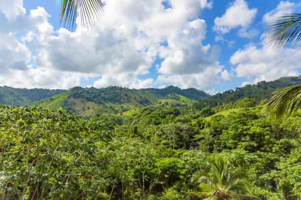 istock Dominican Republic jungle landscape 1186664422